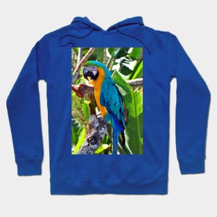 Macaw Parrot Yellow And Blue Bird Hoodie